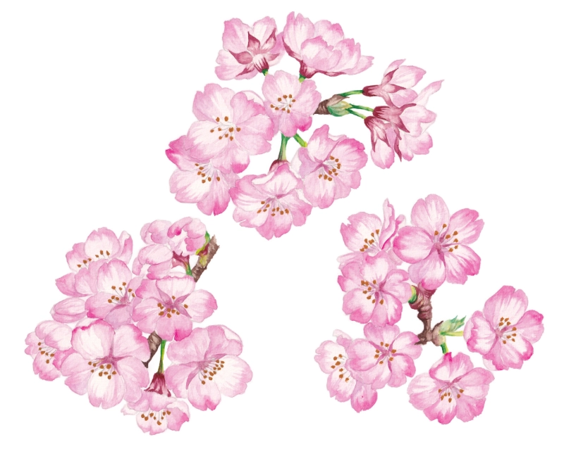 chrysanthemum